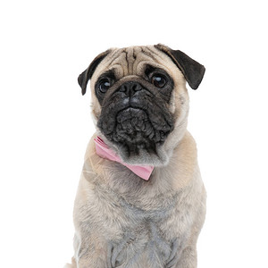 穿着粉红色领的可爱小狗仰望着侧面坐在白色背景上与图片