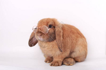 棕色小兔子可爱高清图片