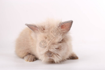 棕色小兔子可爱图片
