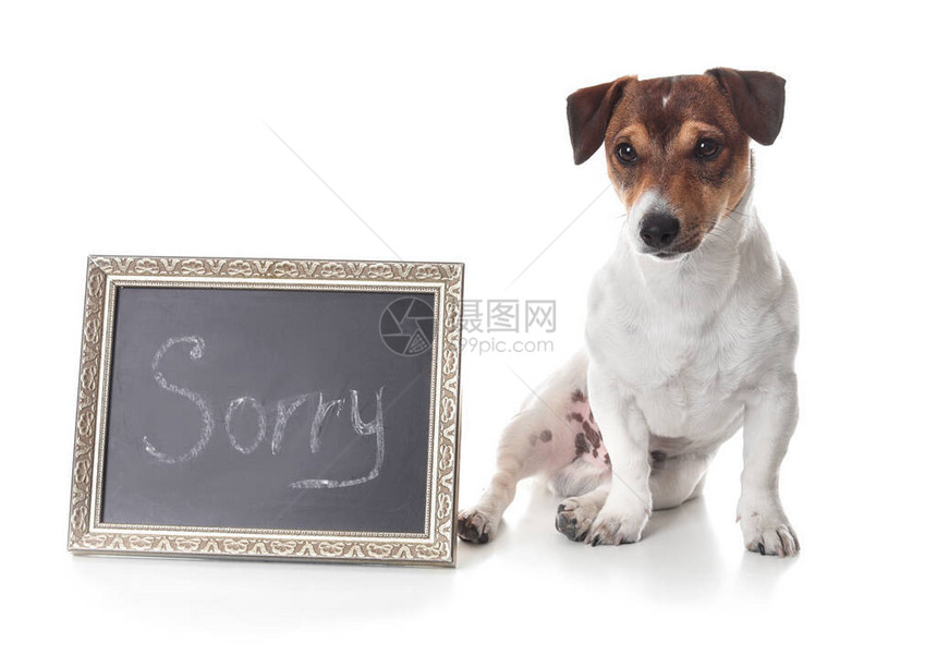 可爱的狗和黑板用字词道歉图片