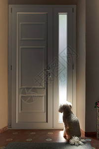 小白狗耐心地在房子内等小白狗门闭着图片
