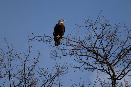 一只孤独的秃鹰栖息在树上寻找食物图片