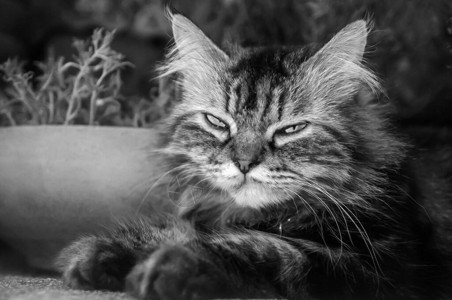 一只躺着的波斯猫的肖像图片