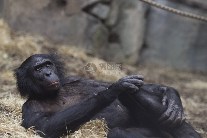 Bonobo躺下图片