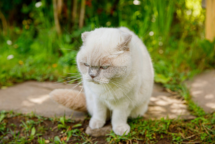 有趣的短毛国内白色小猫偷穿过绿色gerass后院背景夏日图片