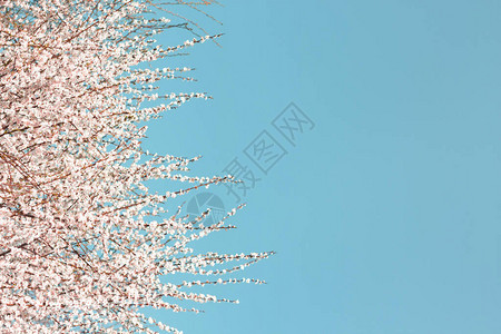 春天树上的白色樱花树枝背景图片