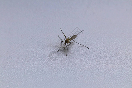 白色窗台上坐着一只吸血的蚊子特写图片