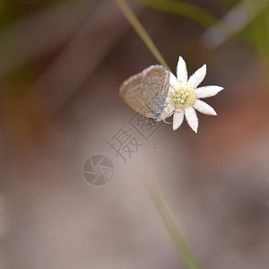 澳大利亚本土小法兰绒花上的小蝴蝶背景图片