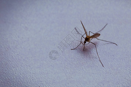 白色窗台上坐着一只吸血的蚊子有渐晕特写图片