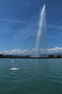 在瑞士日内瓦莱曼湖大型水喷气式飞机图片