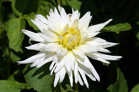 白菊花离焦背景图片