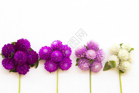 五颜六色的花朵苋菜紫色白色和粉红色的亚洲当地植物群排列平铺明信片风格图片