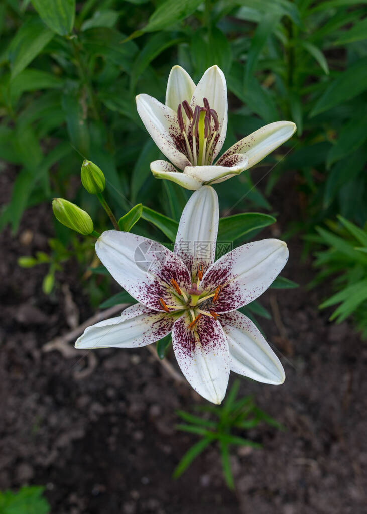 相片中有一朵白色百合花的碎片在模糊的背景图片