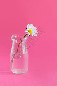 以浅粉色背景的玻璃罐中菊图片
