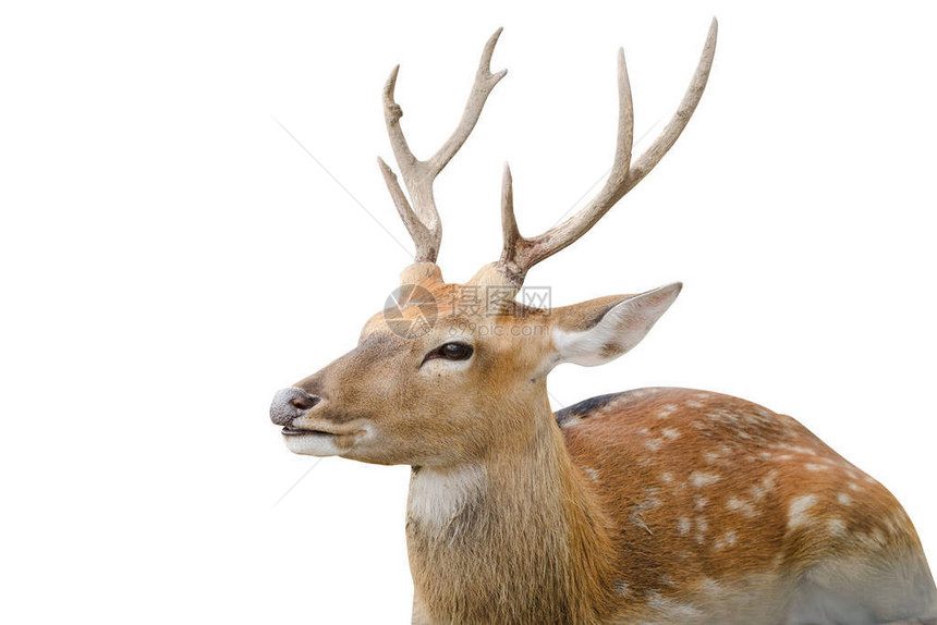 白色背景上的斑点鹿或刺片肖像图片