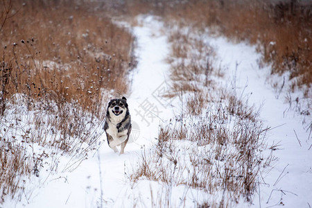 一只快乐的养狗西比亚莱卡在一片雪覆盖的田图片