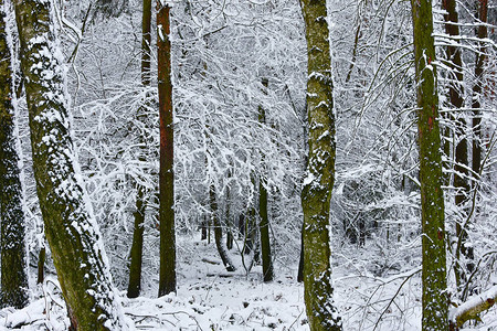 美丽的冬天风景白色的寒冷湿图片