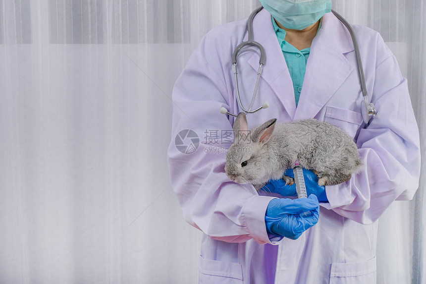 兽医和他手臂上的灰兔在医生办公室戴着蓝手套图片