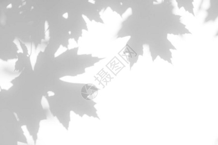 浮世照片的叠加效果枫树的灰色阴影在白墙上留下抽象的中自然概念模糊背景设计图片