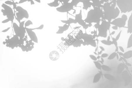 萨比图片的重叠效果白墙上的hawthorn树叶灰色阴影抽象中概念模糊了背景设计图片