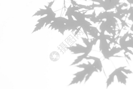 科莫尔照片的叠加效果枫树的灰色阴影在白墙上留下抽象的中自然概念模糊背景插画