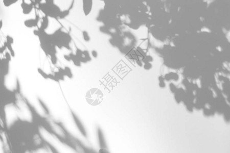 科莫尔照片的叠加效果山楂树叶和浆果在白墙上的灰色阴影抽象的中自然概念模糊背景设计图片