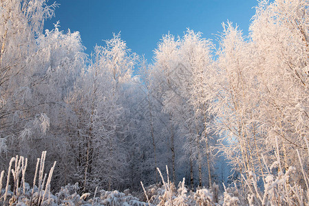 与白雪皑的树木和蓝天的冬季景观图片