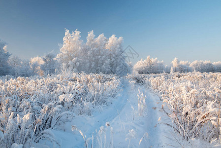 与白雪皑的树木的冬季景观图片