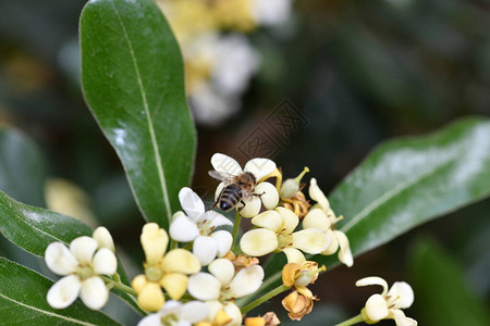 棕色蜜蜂在黄色花图片