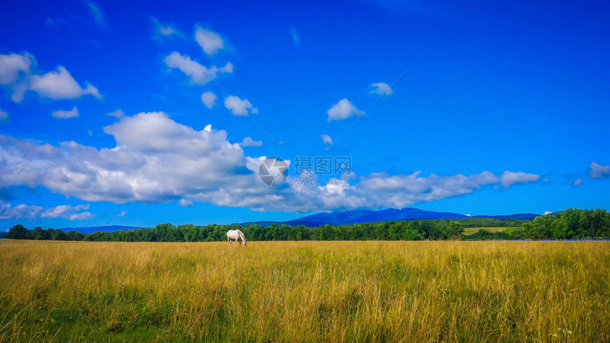 风景叫田园夏天图片