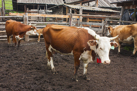 美丽的红奶牛和白奶牛正站在农场的棚子上图片