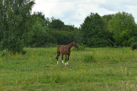 棕色马被种植在绿色背景的草地上图片