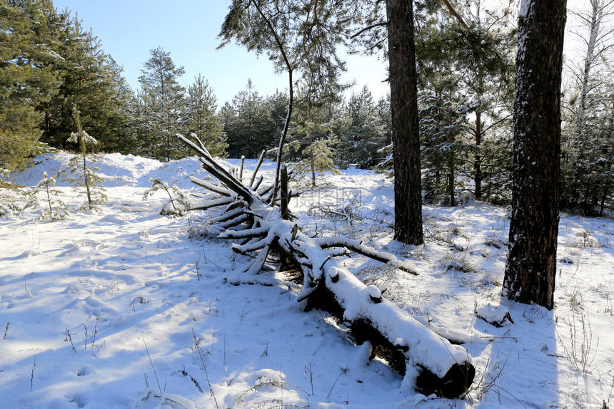 冬天森林里的老死松树图片