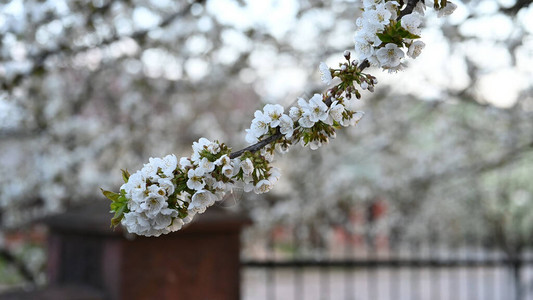 盛开的樱花花枝图片