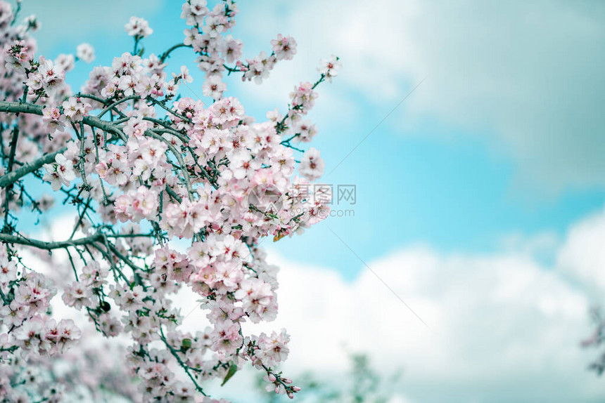 蓝天白云下的樱花树图片
