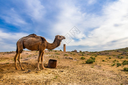 棕色骆驼动物正站在沙漠中在土耳其卡帕图片