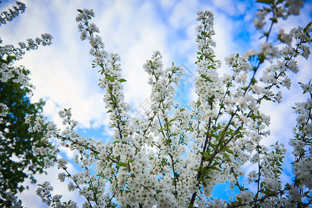 白色樱花花枝图片