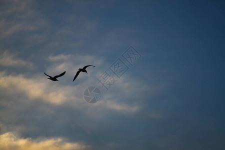 两只海鸥在蓝天上飞翔云朵近在咫尺图片