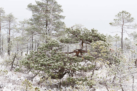 冬季的雪景图片