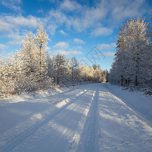 冬季风景树木覆盖着雪到处都是白色的寒冷的天气美丽的背景图像乌鲁达图片