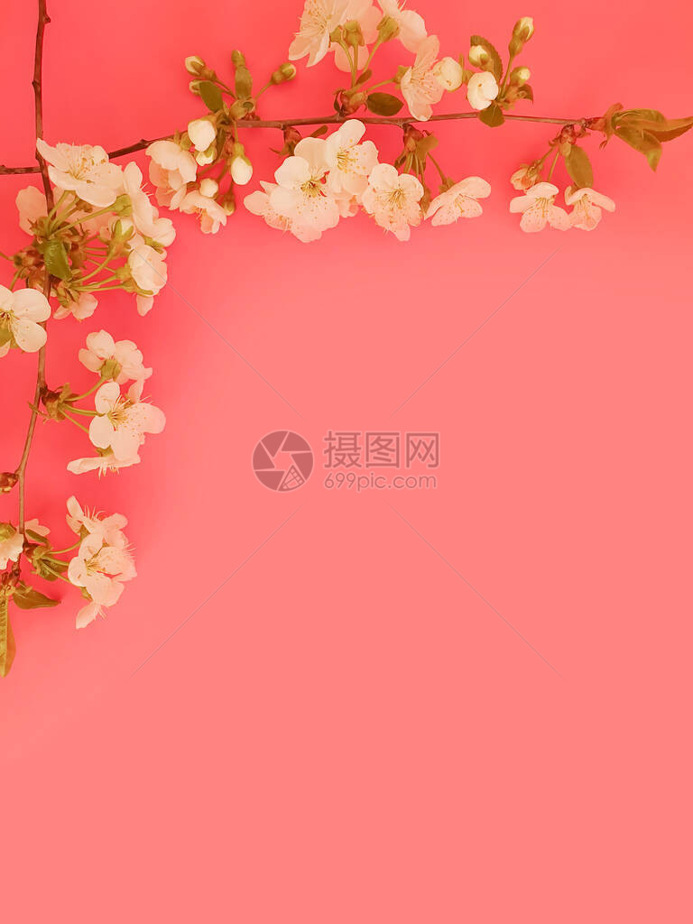 粉红背景上的花枝图片