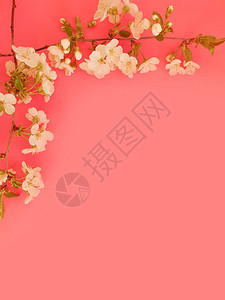 粉红背景上的花枝图片