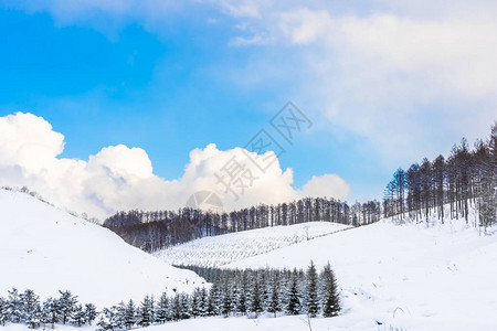 日本北海道冬季寒雪中树林的美丽的户外自然景观图片