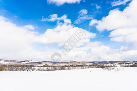 日本北海道冬季寒雪中树林的美丽的户外自然景观图片