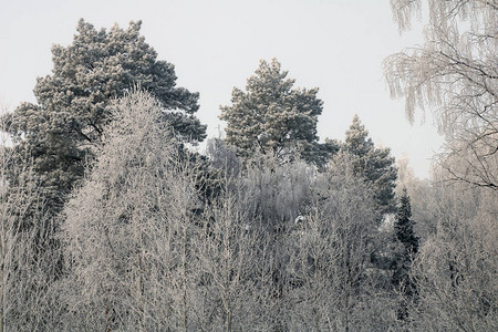 冬季的多雪的森林图片