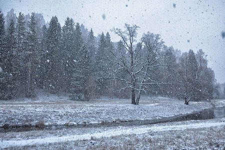 第一场雪落在森林里图片