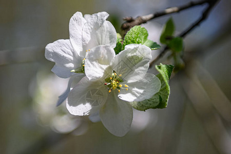 春天开花的苹果树枝与白花的宏观特写图片