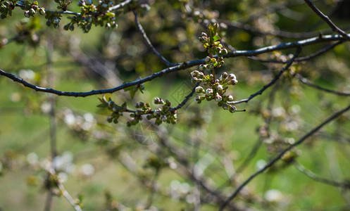 春天苹果树开花特写视图图片