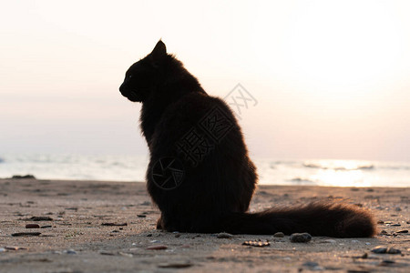 黑猫坐在海边图片