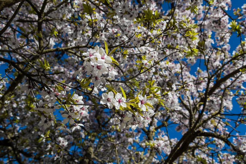 在春天开放的樱花树图片
